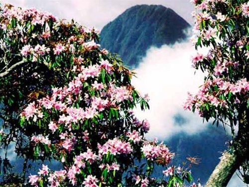 Hoa đỗ quyên trên đỉnh Fanxipan Hoa đỗ quyên trên đỉnh Fanxipan