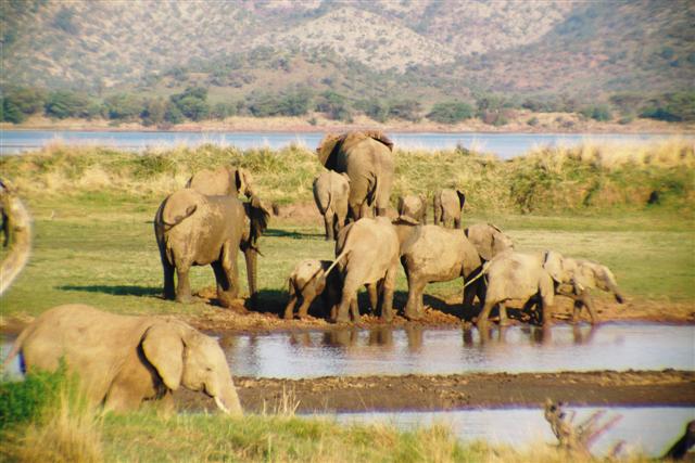 Công viên Quốc gia Pilanesberg Công viên Quốc gia Pilanesberg