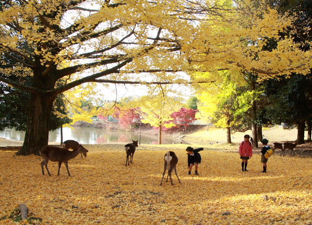 Công viên Nara Deer Công viên Nara Deer