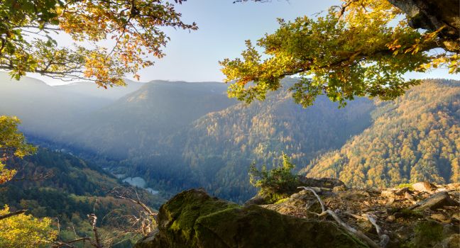 Black Forest Black Forest