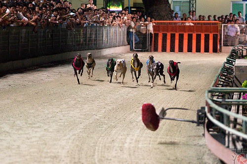 Đua chó Vũng Tàu Đua chó Vũng Tàu