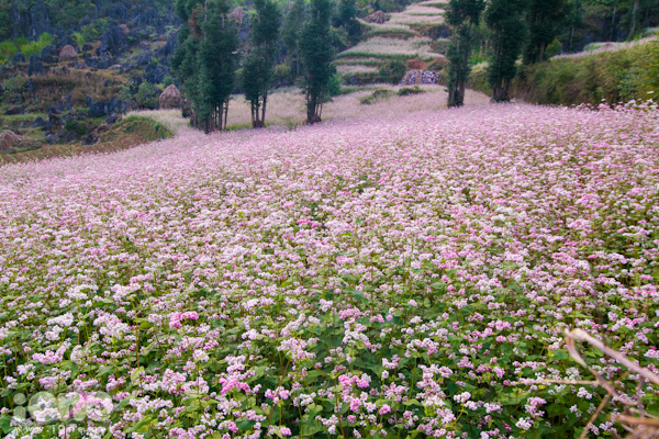 Du lịch Hà Giang