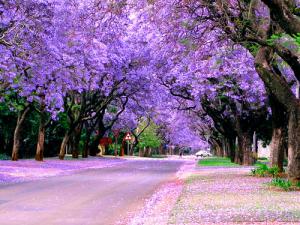 Du lịch Nam Phi: Sài Gòn - Nam Phi - Cape Town - Sun City - Pretoria - Johannesburg - Sài Gòn